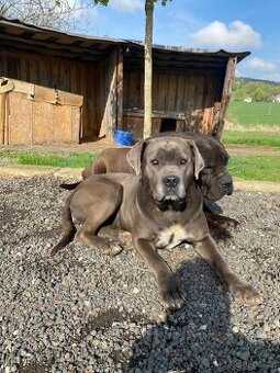 Fenka Cane Corso