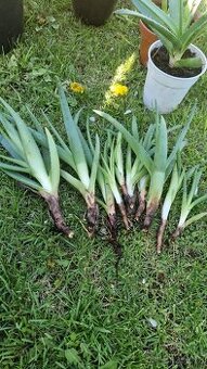 Aloe - 1