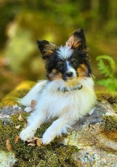 Papillon s PP - psík