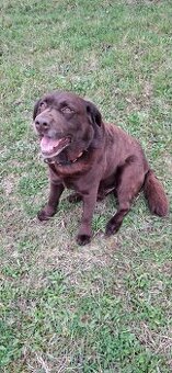 Labrador ke krytí - 1