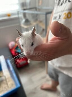 Osmak degu