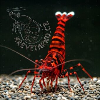Krevetky Caridina a Neocaridina - 1