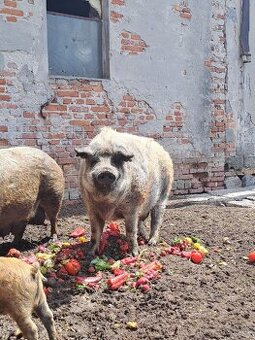 Sele Mangalice 20kg