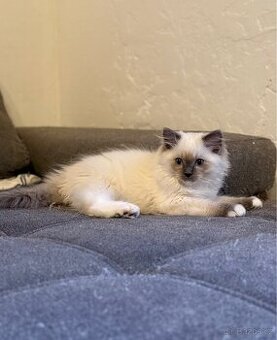 Ragdoll