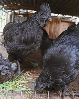 Ayam Cemani