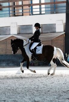 Na predaj výherný drezúrny Pony valach