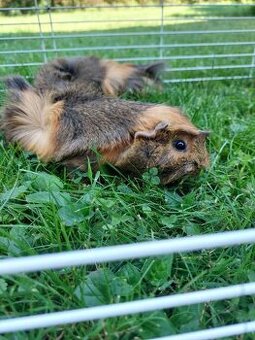 Prodám 2 morčata – samičky (2 roky, rozetové)