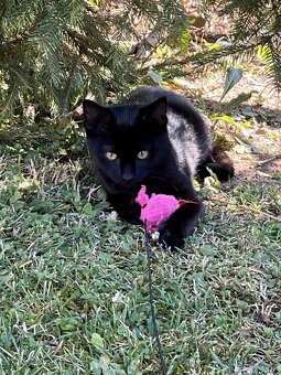 Daruji do dobrých rukou koťátka - dorostence