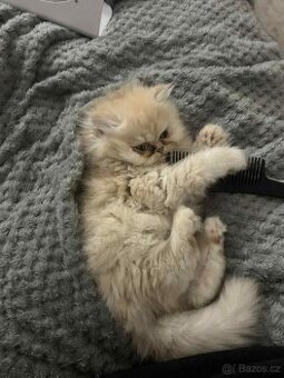 Perská kočka