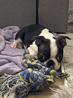 Bostonský teriér s PP FCI