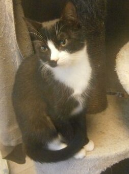 Mazlivý, klidnější 5,5-6měsíční černobílý kocourek Body