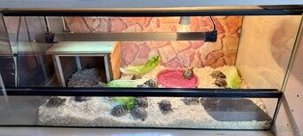 želva zelenavá - Testudo Hermanni