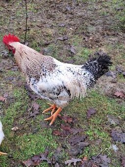 Kohouti na prodej