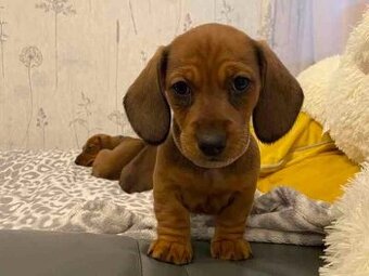 Jezevčík krátkosrstý trpasličí