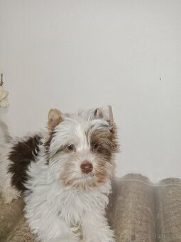 Jorkšírský teriér s pp