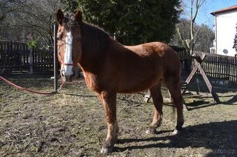 Česko-moravský belgik