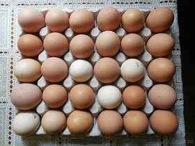 Domácí vejce - 4 Kč