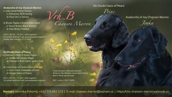 Flat coated retriever štěňata s PP