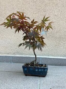 Bonsai, Bonsaj, japonský javor, skalky