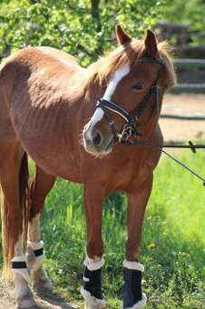 Pony kobylka - 1