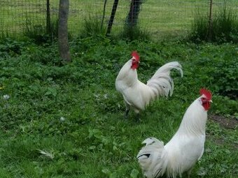 Prodám 2 mladé 🐓 kohouty do chovu
