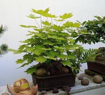 Javor mleč (Acer platanoides) bonsai