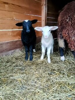 zwartbles