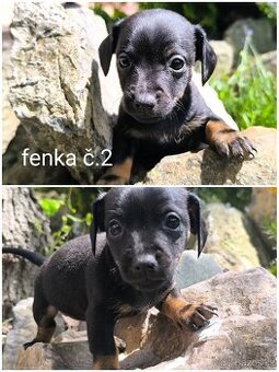 Jezevčík trpasličí x jack Russell