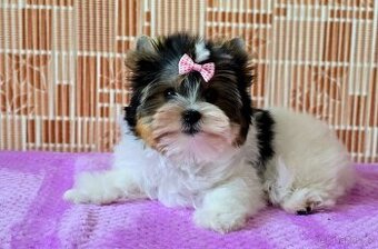 Biewer terrier -  fenka  s PP