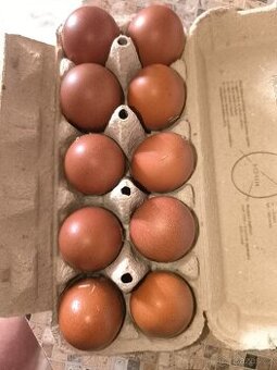 Násadové vejce  Marans kurice skepice