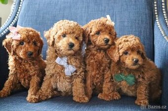 Maltipoo