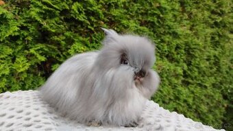 Zakrslý králík, králíček -(TEDDY)-OLIVIE