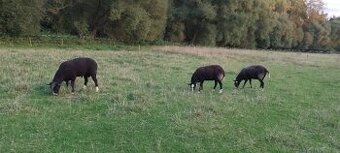 Zwartbles