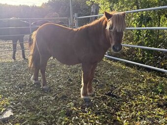 Prodám hřebce ponny