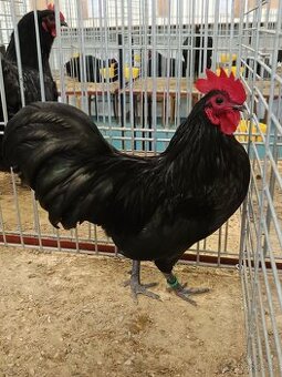 Australky zdrobnělé černé