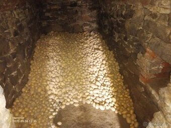 Brambory na uskladnění