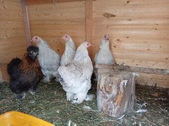 Brahmánky zdrobnělé a hedvábnicky