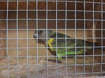 Papoušek žlutotemenný