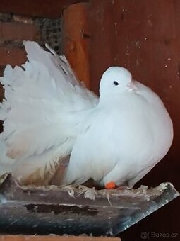 Holub Pávík a Stavák