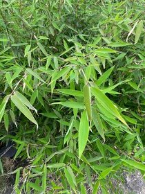 Bambus - 1