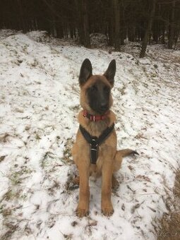 Angličtina Pro Psi / K9 English / Canine
