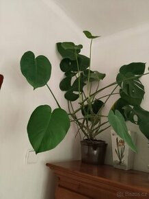 Monstera