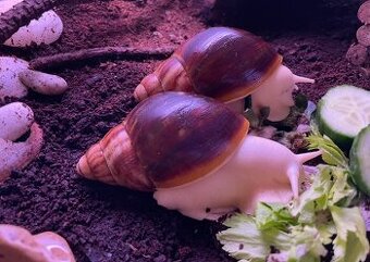 Archachatina- oblovka - 1