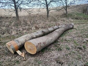 Třešňové kmeny - 1