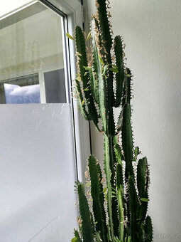 Euphorbia - Pryšec trojúhlý