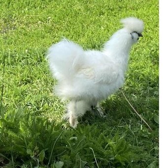 Kohout 🐓