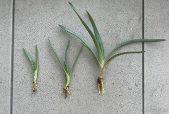 Aloe