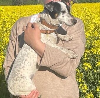 Jack Russell