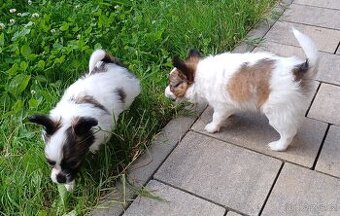 Papillonek