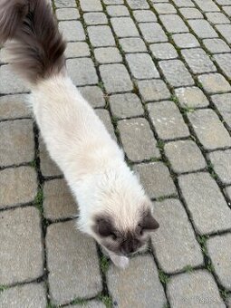 Kocour Ragdoll